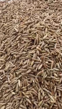 Cumin Seeds (Jeera)