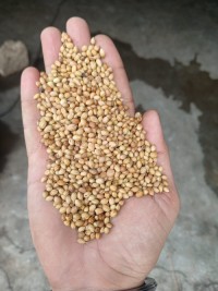 Coriander Seeds