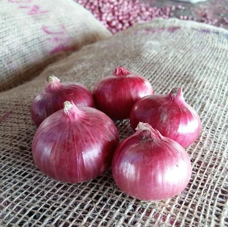 Onion