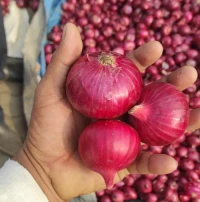 Onion