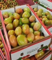 Tomatoes